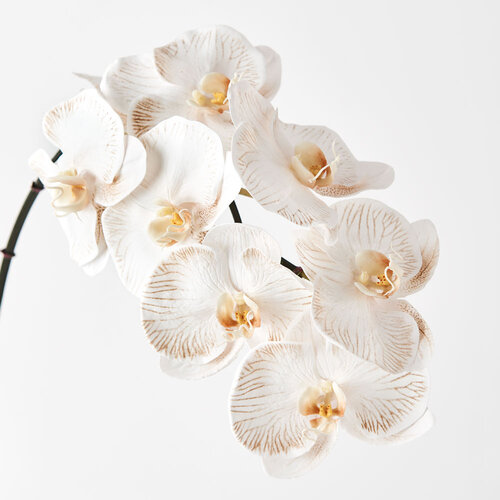 Orchid Phalaenopsis Infused x8 Dove 96cml #FI8510DV - Each (Upkgd.)