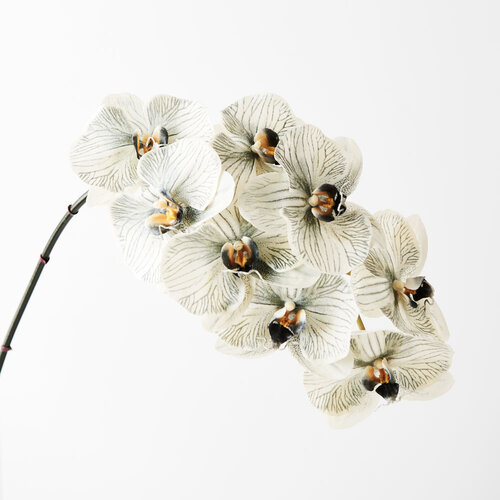 Orchid Phalaenopsis Infused x8 Grey 96cml #FI8510GY - Each (Upkgd.) 