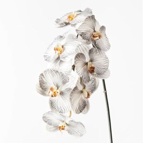 Orchid Phalaenopsis Infused x8 White Black 96cml #FI8510WHBK - Each (Upkgd.)