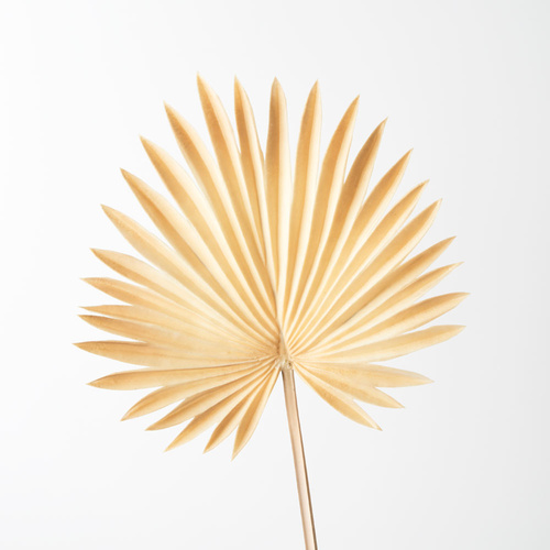 Palm Fan Butter Cream 66cml #FI8512BT - Each (Upkgd.) 