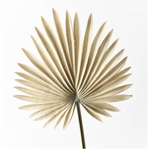 Palm Fan Sage Green 66cml #FI8512SG - Each (Upkgd.)