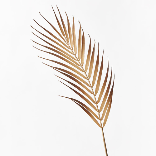 Palm Phoenix Leaf Coffee 61cml #FI8654CF - Each (Upkgd.) 
