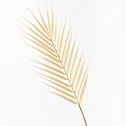 Palm Phoenix Leaf Cream 61cml #FI8654CR - Each (Upkgd.)