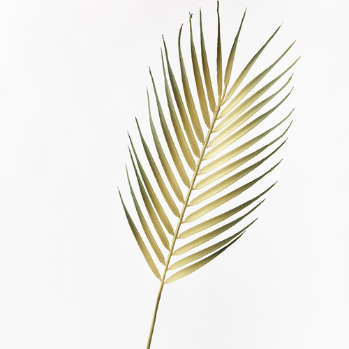Palm Phoenix Leaf Light Green 61cml #FI8654LG - Each (Upkgd.) 