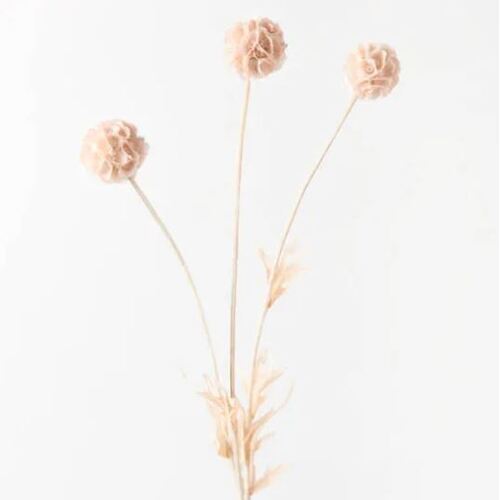 Scabiosa Stella Spray Champagne 61cml #FI8682CH - Each (Upkgd.) 
