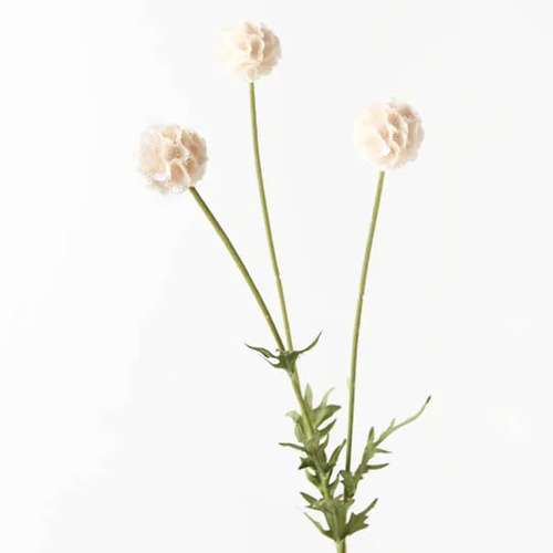 Scabiosa Stella Spray Cream 61cml #FI8682CR - Each (Upkgd.) TEMPORARILY UNAVAILABLE