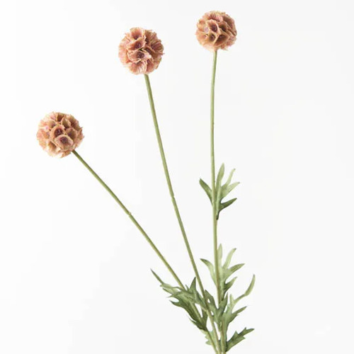 Scabiosa Stella Spray Dusty Pink 61cml #FI8682DP - Each (Upkgd.) TEMPORARILY UNAVAILABLE