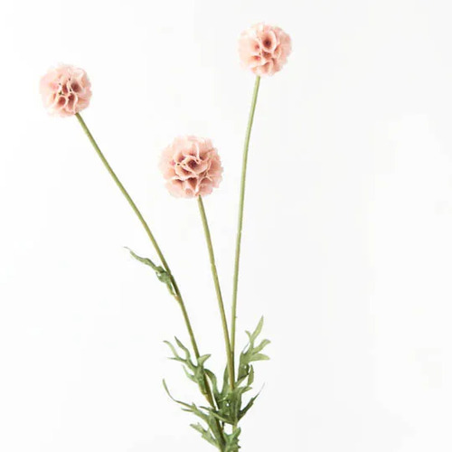 Scabiosa Stella Spray Soft Pink 61cml #FI8682SP - Each (Upkgd.) LOW STOCK
