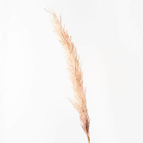 Plume Grass Seed Spray Pink 101cm #FI8709PK - Each