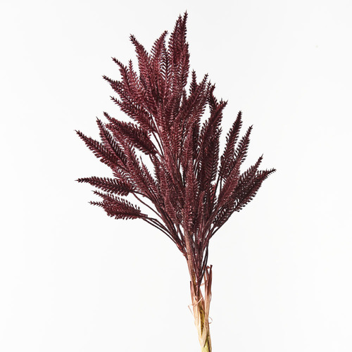 Sorghum Spray Burgundy 76cml #FI8710BU - Each