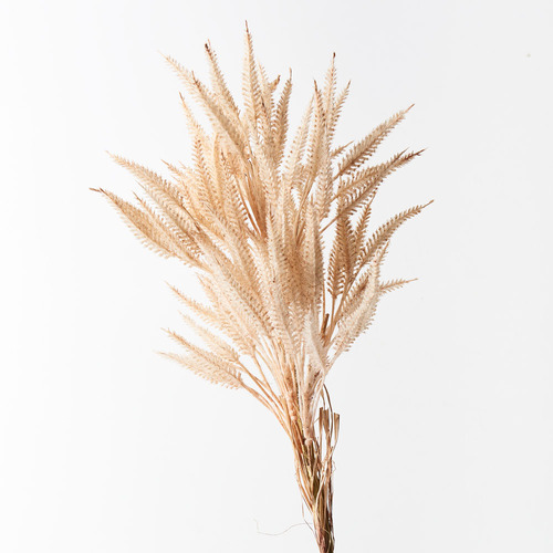 Sorghum Spray Cream 76cml #FI8710CR - Each