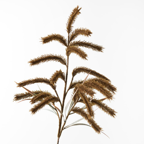 Pampas Grass Spray Moss 79cml #FI8786MO - Each