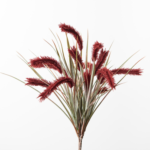 Pampas Grass Bush Burgundy 47cml #FI8788BU - Each