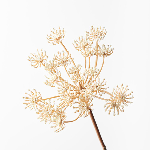 Queen Annes Lace Cream 74cml #FI8795CR - Each (Upkgd.)