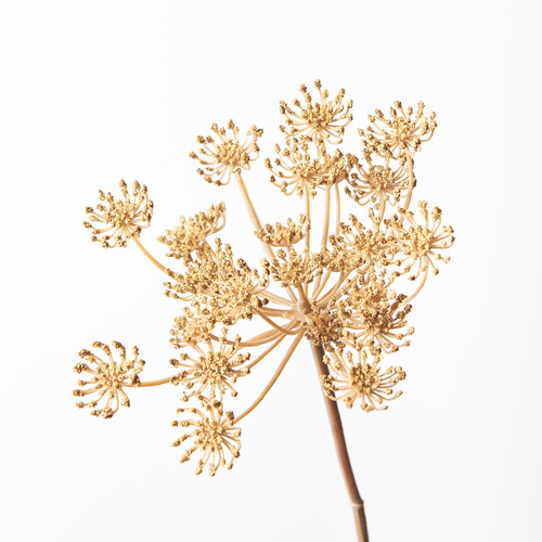 Queen Annes Lace Natural 74cml #FI8795NA - Each (Upkgd.) TEMPORARILY UNAVAILABLE