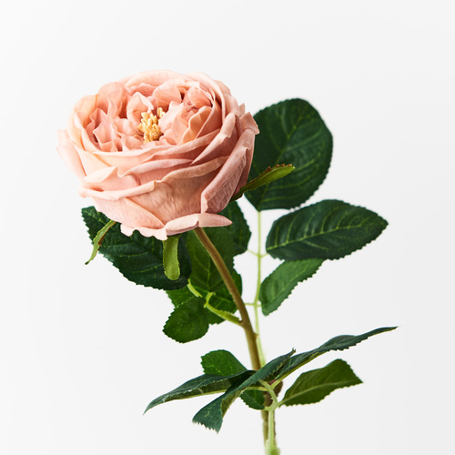 Fresh Touch Rose Austin Blush 72cml #FI8895BS - Each 