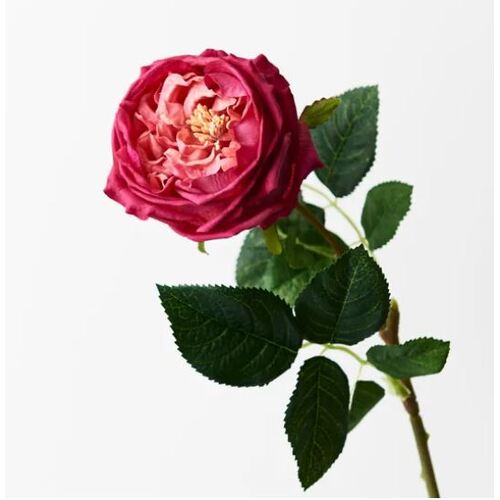 Fresh Touch Rose Austin Fuschia 72cml #FI8895FU - Each