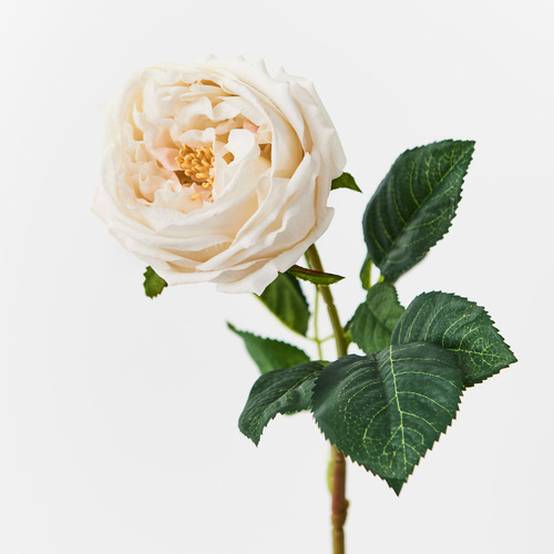 Fresh Touch Rose Austin Ivory 72cml #FI8895IV - Each