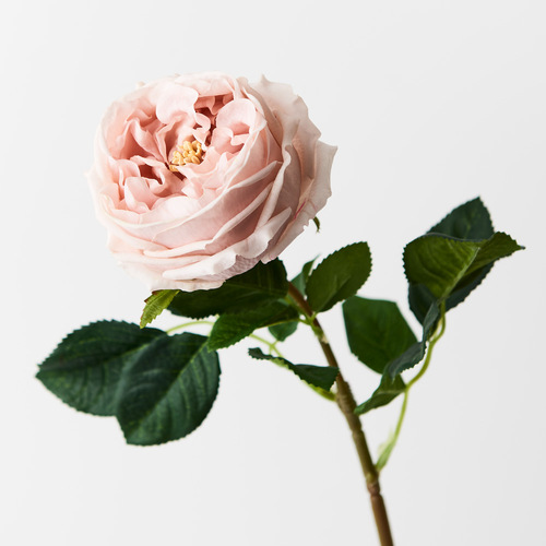 Fresh Touch Rose Austin Soft Pink 72cml #FI8895SP - Each TEMPORARILY UNAVAILABLE