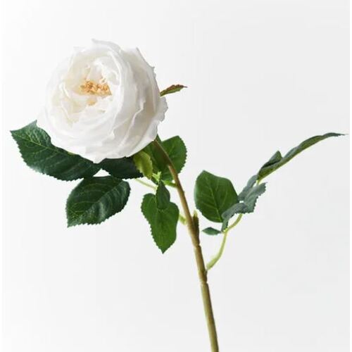 Fresh Touch Rose Austin Winter White 72cml #FI8895WW - Each