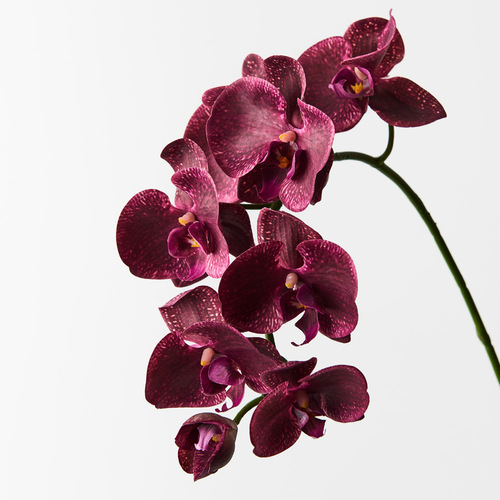 Orchid Phalaenopsis Spray Burgundy 92cml #FI8896BU - Each