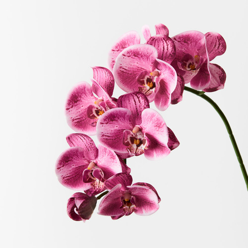 Orchid Phalaenopsis Spray Hot Pink 92cml #FI8896HP - Each 