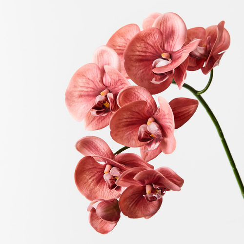 Orchid Phalaenopsis Spray Watermelon 92cml #FI8896WM - Each