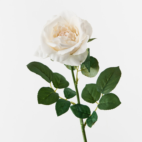 Fresh Touch Rose Astrid Ivory 65cml #FI8899IV - Each