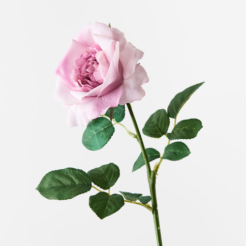 Fresh Touch Rose Astrid Lavender 65cml #FI8899LV - Each TEMPORARILY UNAVAILABLE