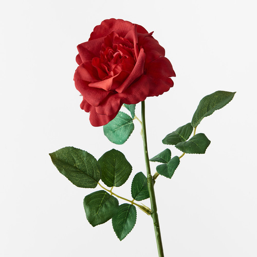 Fresh Touch Rose Astrid Red 65cml #FI8899RD - Each 