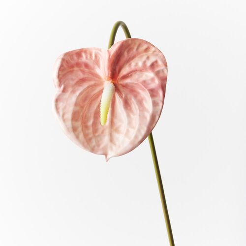 Anthurium Blush 58cml #FI8904BS - Each (Upkgd.)