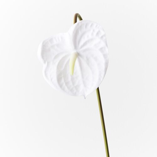Anthurium Winter White 58cml #FI8904WW - Each (Upkgd.) 