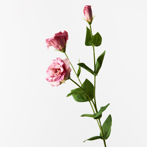 Lisianthus Pink Mauve 72cml #FI8905PM - Each (Upkgd.) 
