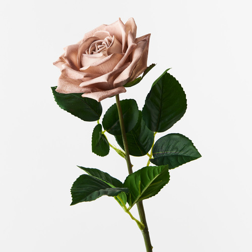 Fresh Touch Rose Clara Coffee 60cml #FI8906CF - Each