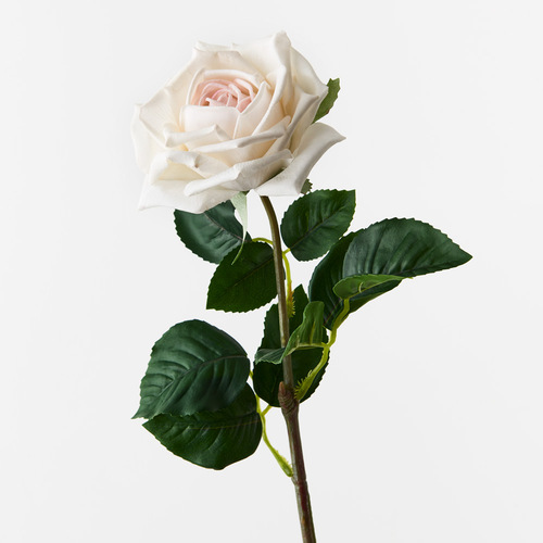 Fresh Touch Rose Clara Ivory 60cml #FI8906IV - Each