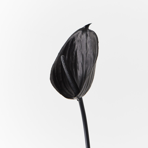 Anthurium Black 60cml #FI8937BK - Each (Upkgd.)