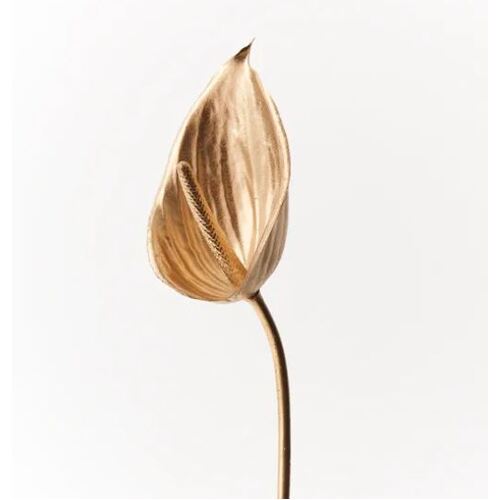 Anthurium Gold 60cml #FI8937GO - Each (Upkgd.)  TEMPORARILY UNAVAILABLE