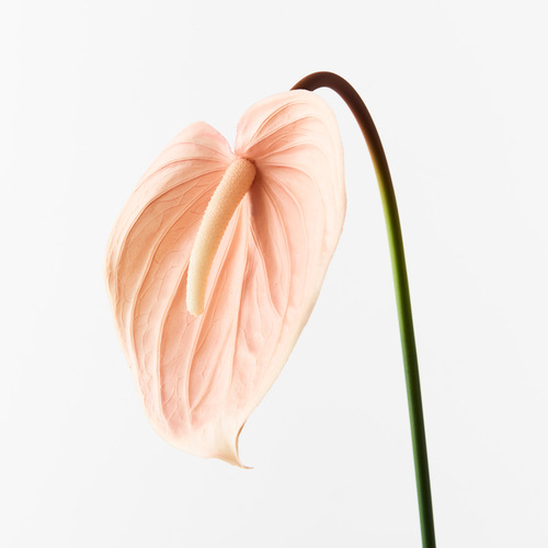 Anthurium Blush 74cml #FI8938BS - Each (Upkgd.) 