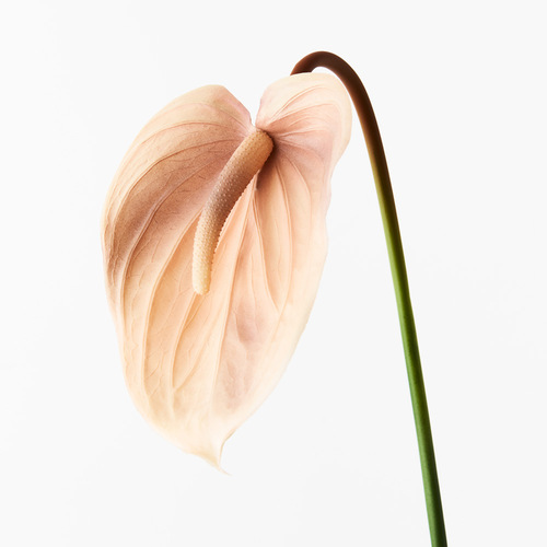 Anthurium Coffee 74cml #FI8938CF - Each (Upkgd.)
