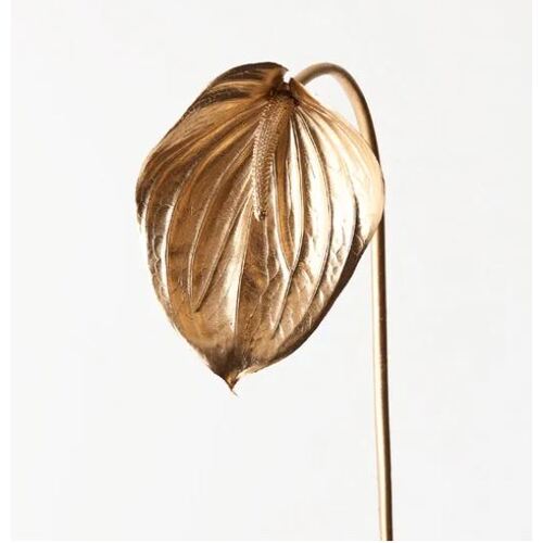 Anthurium Gold 74cml #FI8938GO - Each (Upkgd.)