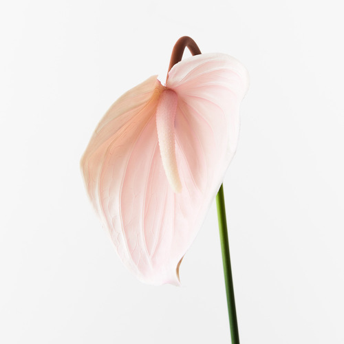 Anthurium Soft Pink 74cml #FI8938SP - Each (Upkgd.) TEMPORARILY UNAVAILABLE