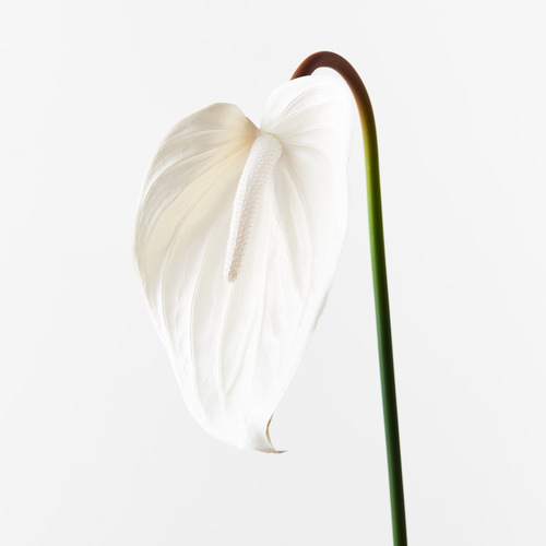 Anthurium Winter White 74cml #FI8938WW - Each (Upkgd.) TEMPORARILY UNAVAILABLE