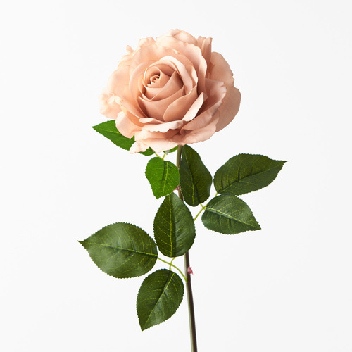Fresh Touch Rose Holly Blush 78cml #FI8939BS - Each