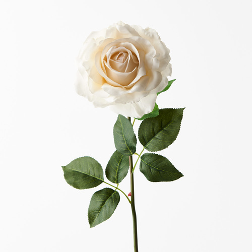 Fresh Touch Rose Holly Ivory 78cml #FI8939IV - Each