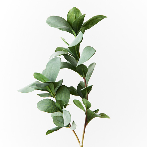 Pittosporum Leaf Spray Grey Green 66cml #FI8949GY - Each (Upkgd.) 