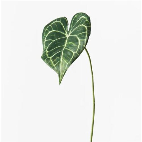 Syngonium Batik Leaf Green 42cml #FI9110GR - Each (Upkgd.)