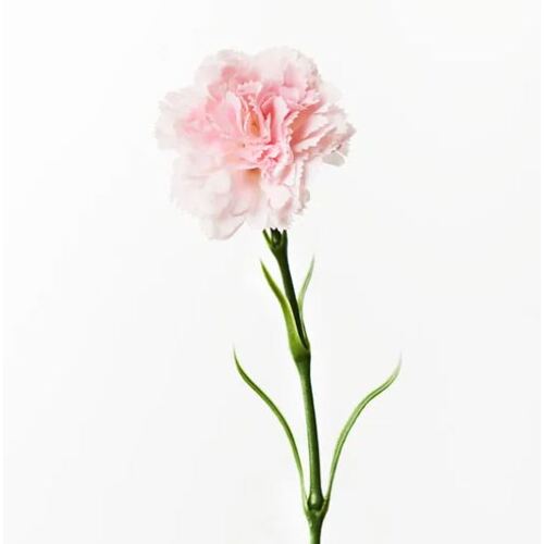 Carnation Light Pink 47cml #FI9166LP - Each
