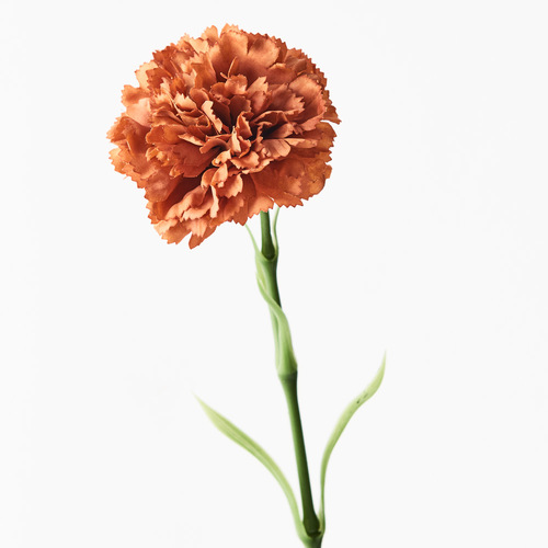 Carnation Rust 47cml #FI9166RU - Each TEMPORARILY UNAVAILABLE 