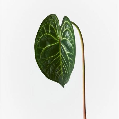 Anthurium Clarinervium Leaf 56cml #FI9214GR - Each (Upkgd.)