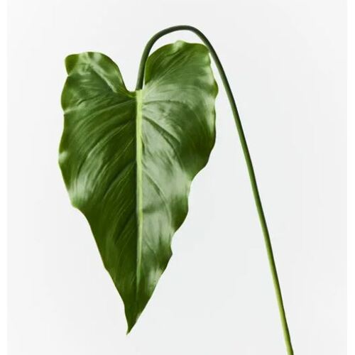 Calla Lily Leaf 77cml #FI9220GR - Each (Upkgd.) TEMPORARILY UNAVAILABLE